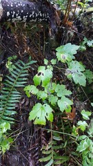 Actaea elata elata