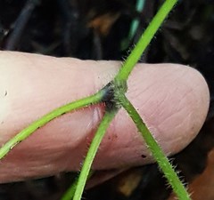 Actaea elata elata