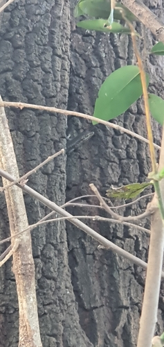 Speckle-lipped Mabuya