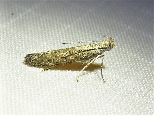 Isophrictis similiella photo 3