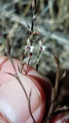 Polygonum californicum