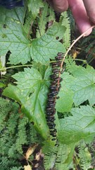 Actaea elata elata