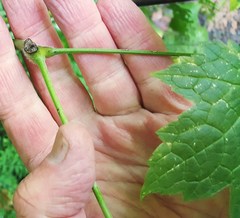 Actaea elata elata