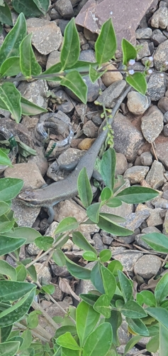Wahlberg’s Striped Skink