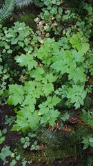 Actaea elata elata