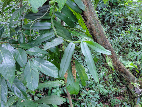 Robiquetia spathulata, photograph 4