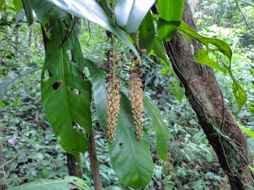 Robiquetia spathulata, photograph 3