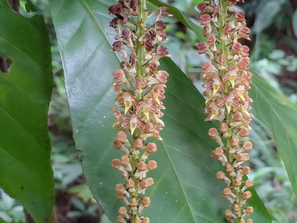 Robiquetia spathulata