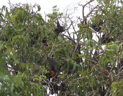 Pteropus hypomelanus