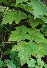 Actaea elata elata