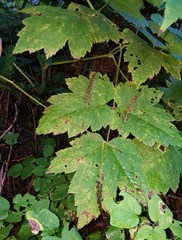 Actaea elata elata