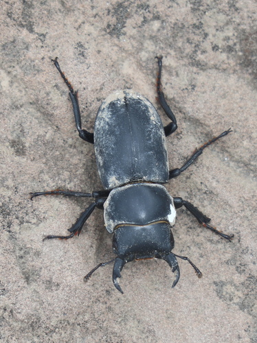 Dorcus davidis