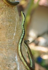 Dendrelaphis schokari
