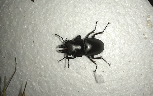 Odontolabis platynota