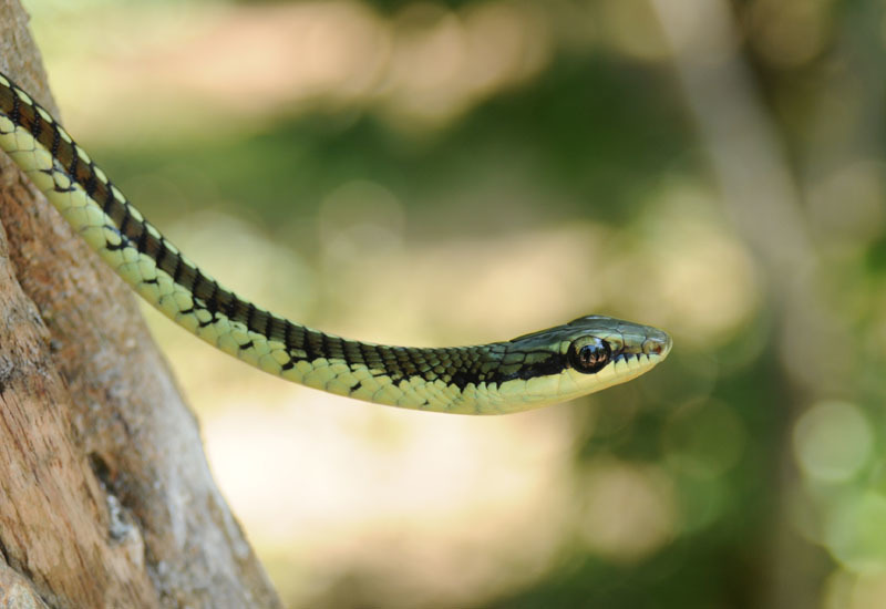 Common Bronzeback