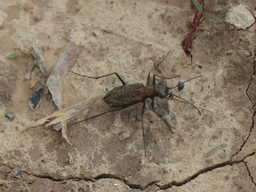 Cylindera obliquefasciata