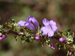 Leucophyllum laevigatum