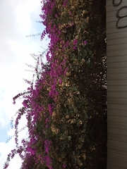 Bougainvillea