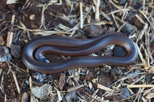 Black-naped Hooded Snake sighting