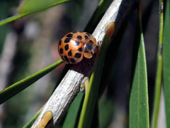 Henosepilachna vigintisexpunctata