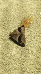 Poaphilini