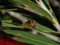 Henosepilachna vigintisexpunctata