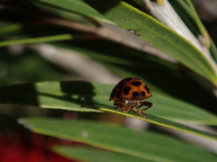 Henosepilachna vigintisexpunctata