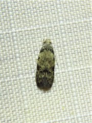 Taygete attributella