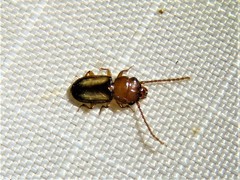 Laemophloeus terminalis