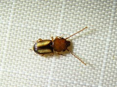 Laemophloeus terminalis