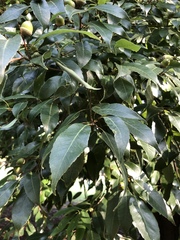 Quercus glauca
