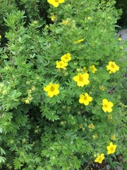 Dasiphora fruticosa