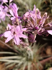Agapanthus praecox