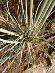 Agapanthus praecox