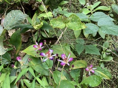 Tricyrtis lasiocarpa