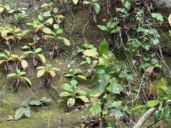 Tricyrtis lasiocarpa