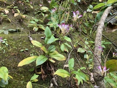 Tricyrtis lasiocarpa