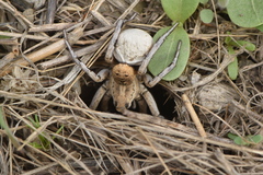 Lycosa hispanica