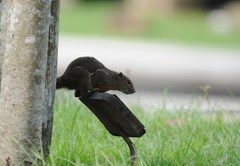 Callosciurus notatus