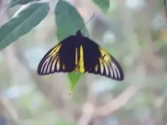 Troides amphrysus