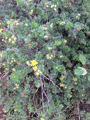 Dasiphora fruticosa