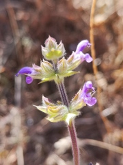 Salvia verbenaca
