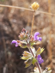 Salvia verbenaca