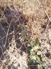 Salvia verbenaca