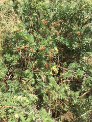Dasiphora fruticosa