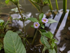 Limnophila rugosa