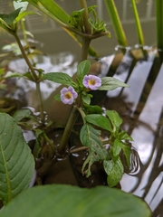 Limnophila rugosa