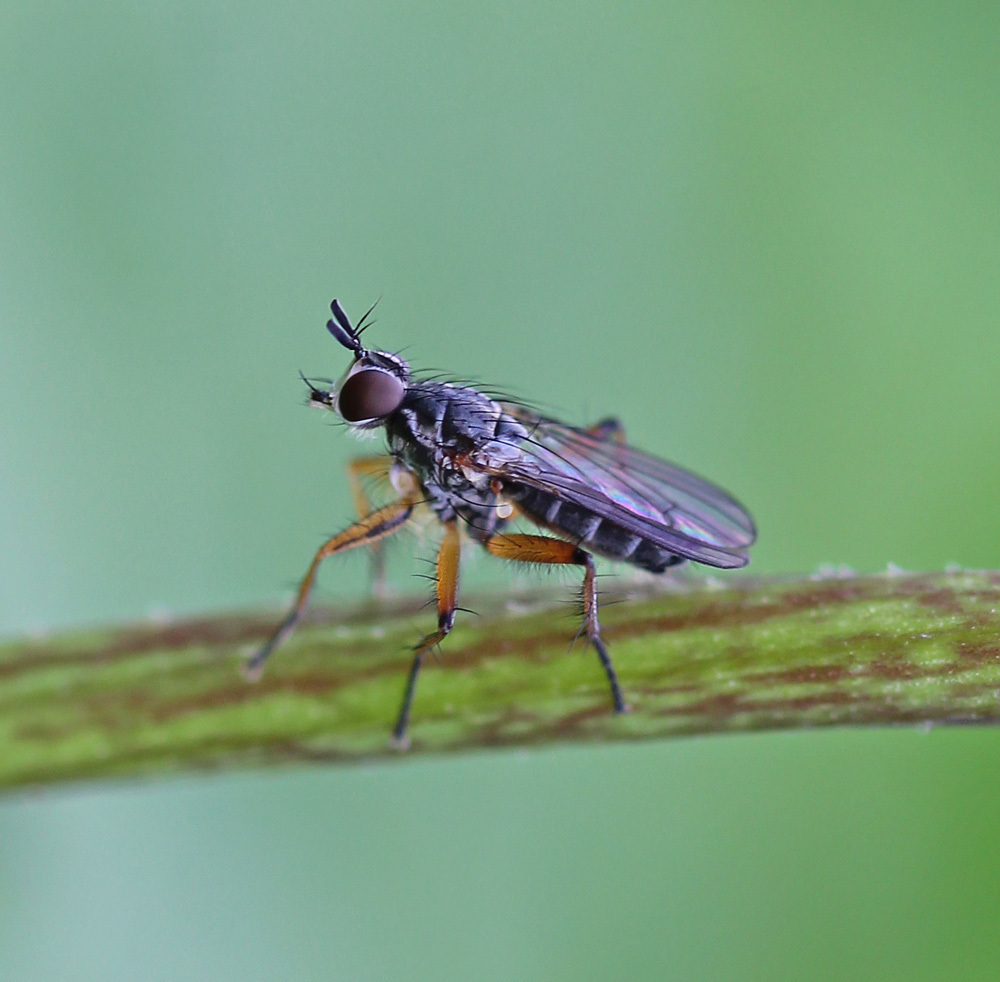 Cleigastra apicalis