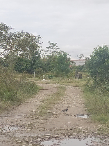 Southern Lapwing