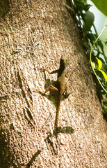Anolis